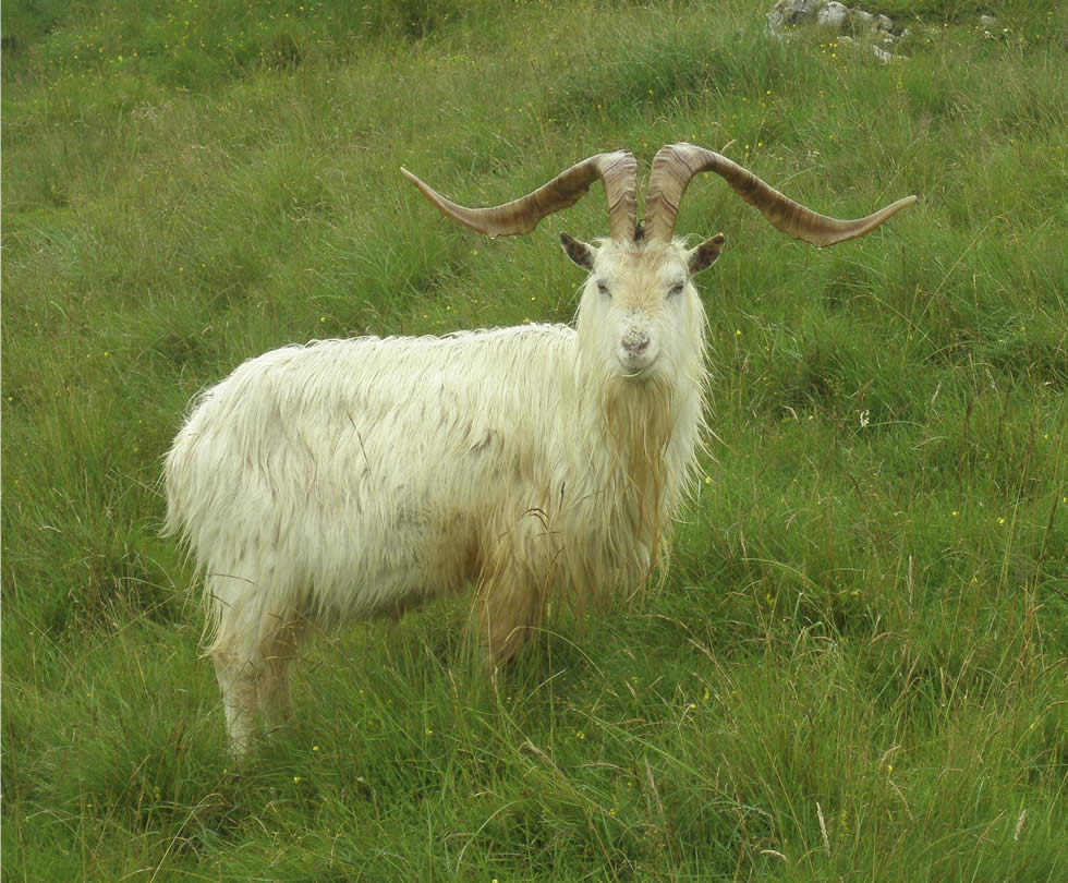 Great-Orme-Goat