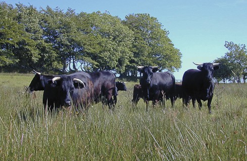 Welsh Black 3