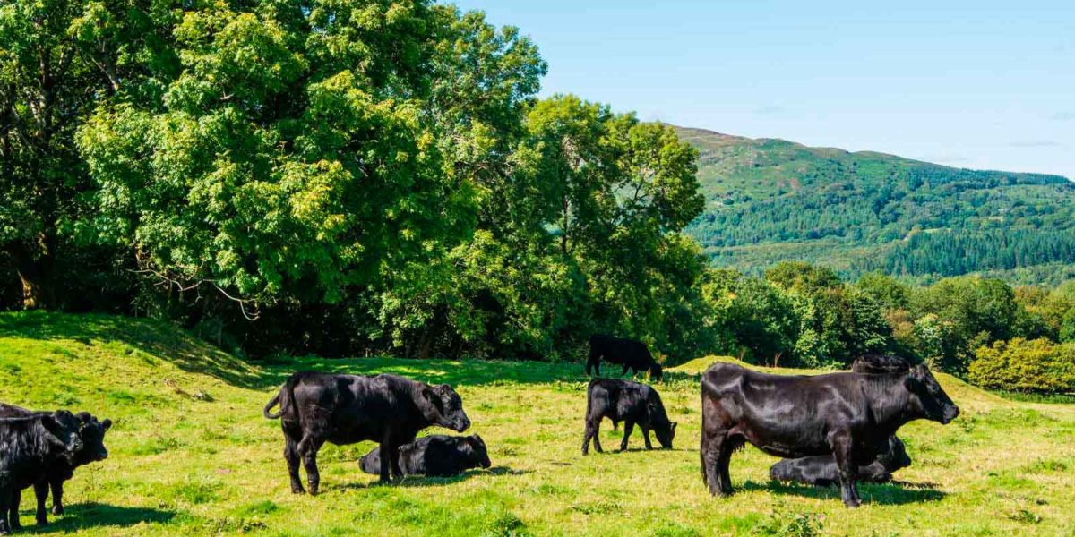 Grazing cattle on land at Meirionnydd