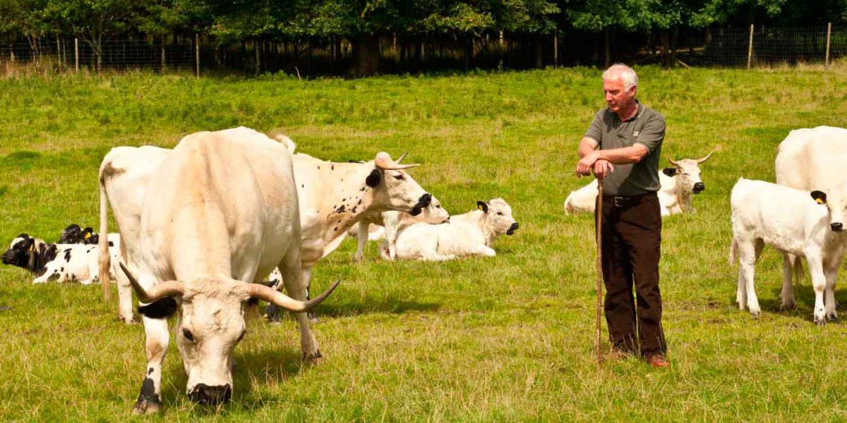 White cattle grazing at Dinefwr Park in Llandeilo