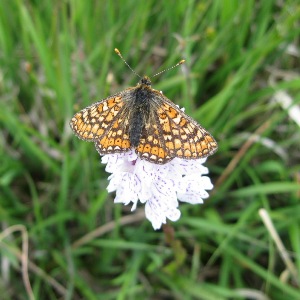 Marsh Fritillary Butterfly PONT Cymru