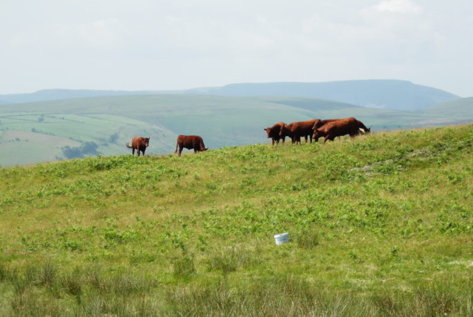 North Devon Ruby Red Cattle