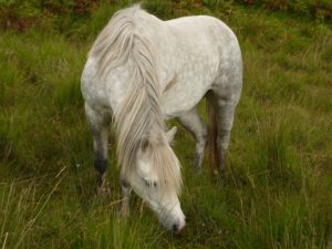 pony conservation grazing pont cymru
