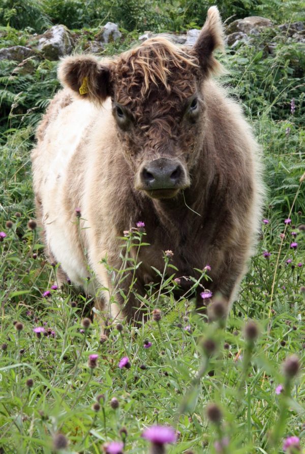 agri-environment schemes conservation grazing PONT cymru