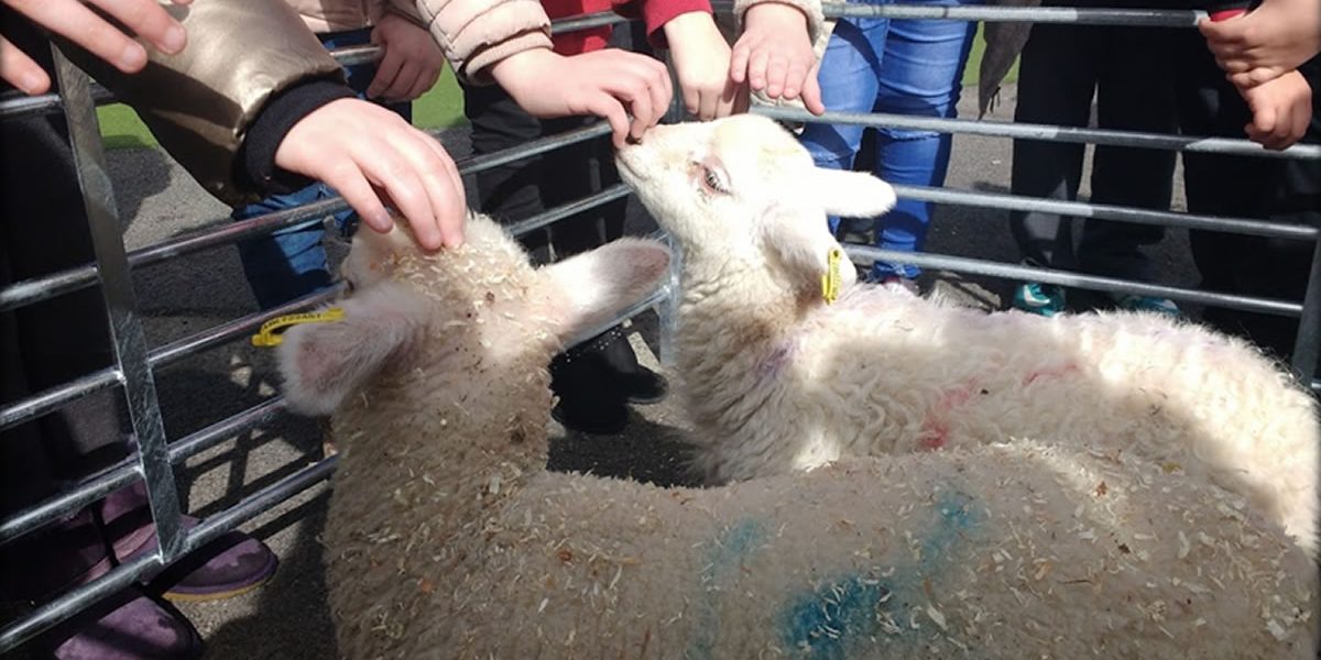 children meeting lambs
