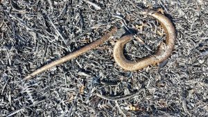 dead slow worm fire PONT Cymru