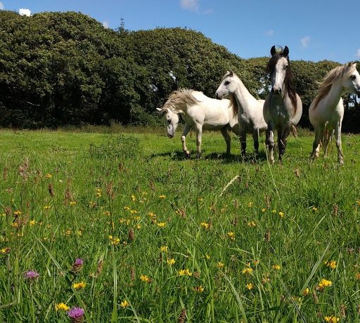 Pony Grazing Carningli PONT Cymru