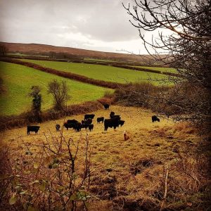 Gower Meadow Beef PONT Cymru Pasture-Fed 