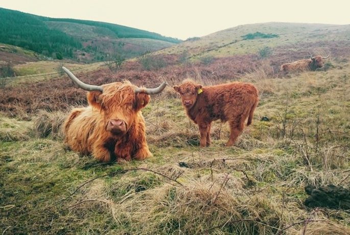 Highland cattle grazing coal spoil at Bryn Tip