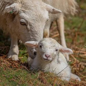 Seren the welsh mountain sheep PONT Cymru grazer of the week
