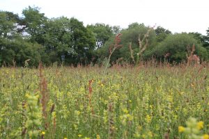 Yellow rattle meadow agri-environment schemes pont cymru