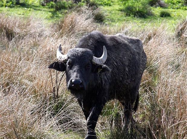 water buffalo teifi marshes grazer of the week pont cymru