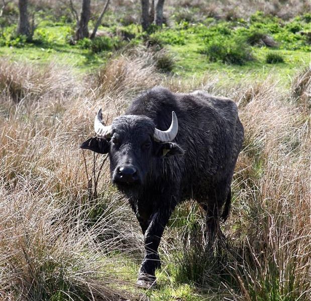 water buffalo teifi marshes grazer of the week pont cymru