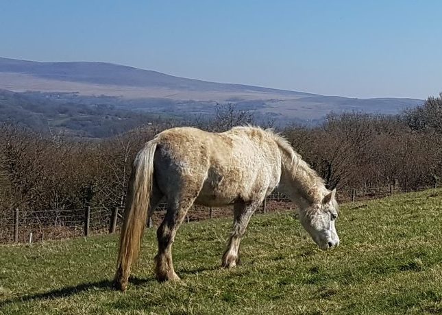 GRAZER of the week pont cymru carmel