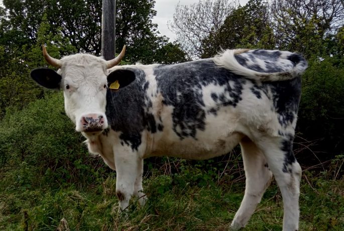 Gwyn British Blue Eithinog Pont cymru