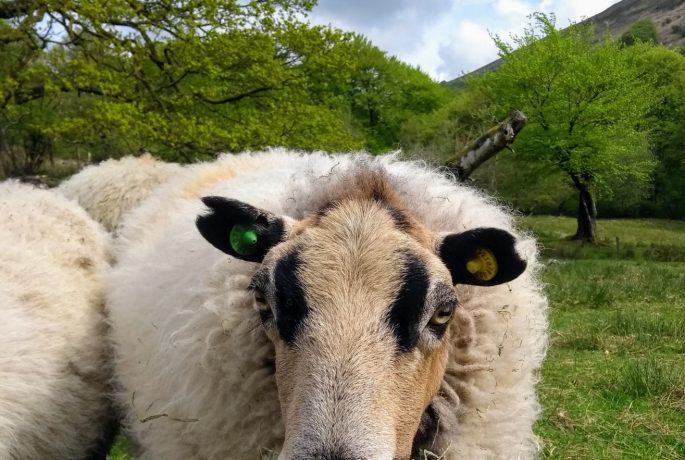 Lilly Longtail Gwent Wildlife Trust PONT Cymru Grazer of the Week