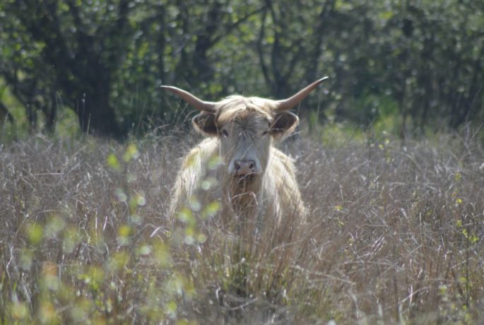 Bliss the Highland Cow Brynna Photo credit Carys Evans