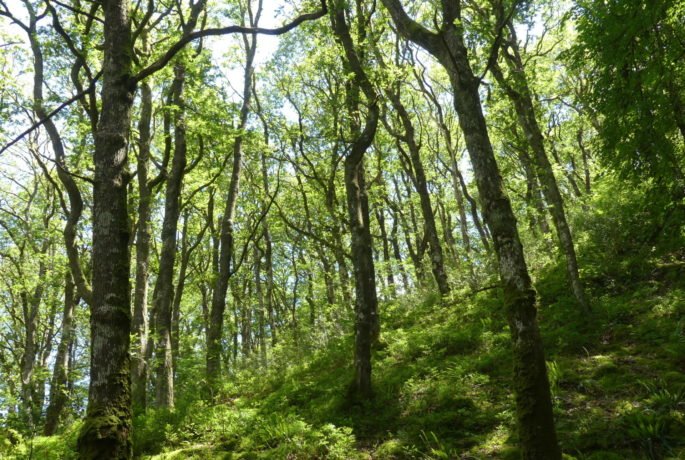 rspb coed y parc celtic rainforests conservation grazing PONT Cymru