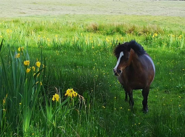 bo-peep cwm ivy marsh conservation grazing ponies PONT Cymru national trust