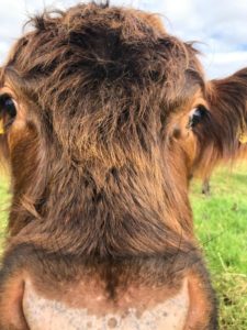 red grazer of the week pont cymru cow tan fairwood common gower