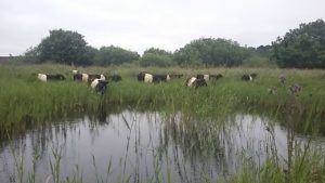 belted galloways conservation grazing