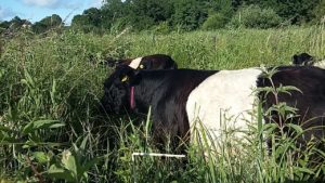 belted galloway grazer of the week 