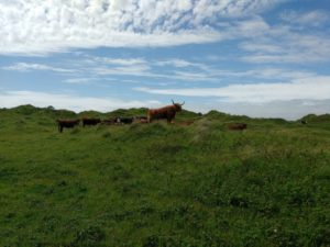 kenfig conservation grazing pont cymru cattle