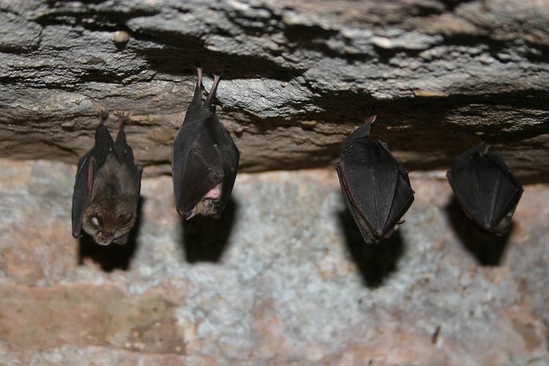 Species in Focus; Lesser Horseshoe Bat PONT