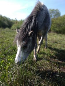 Feeding herbs for horse health pont cymru