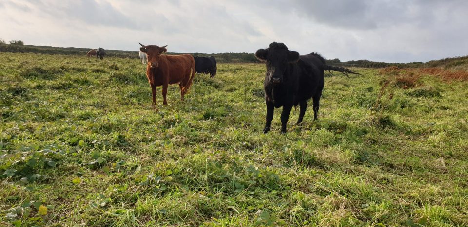 cattle grazing on Gower