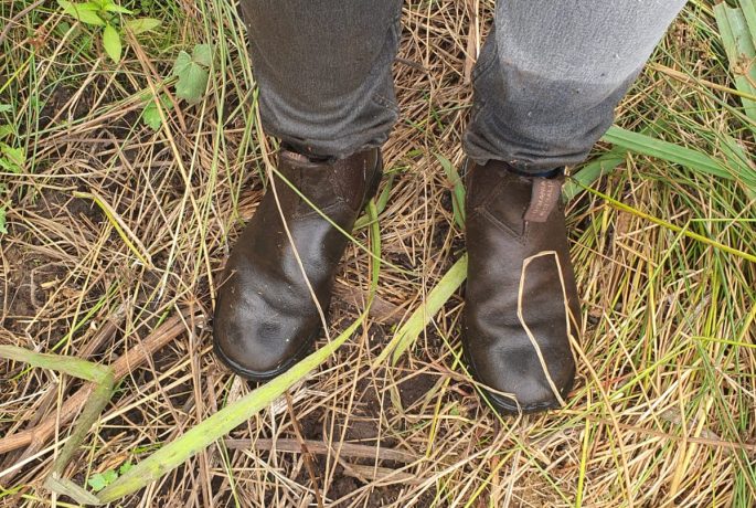 wet feet conservation grazing fens